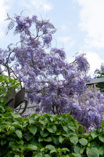 Blauregen - Wisteria sinensis 'Prolific' - Glyzinie - Ø15cm - ↕65cm
