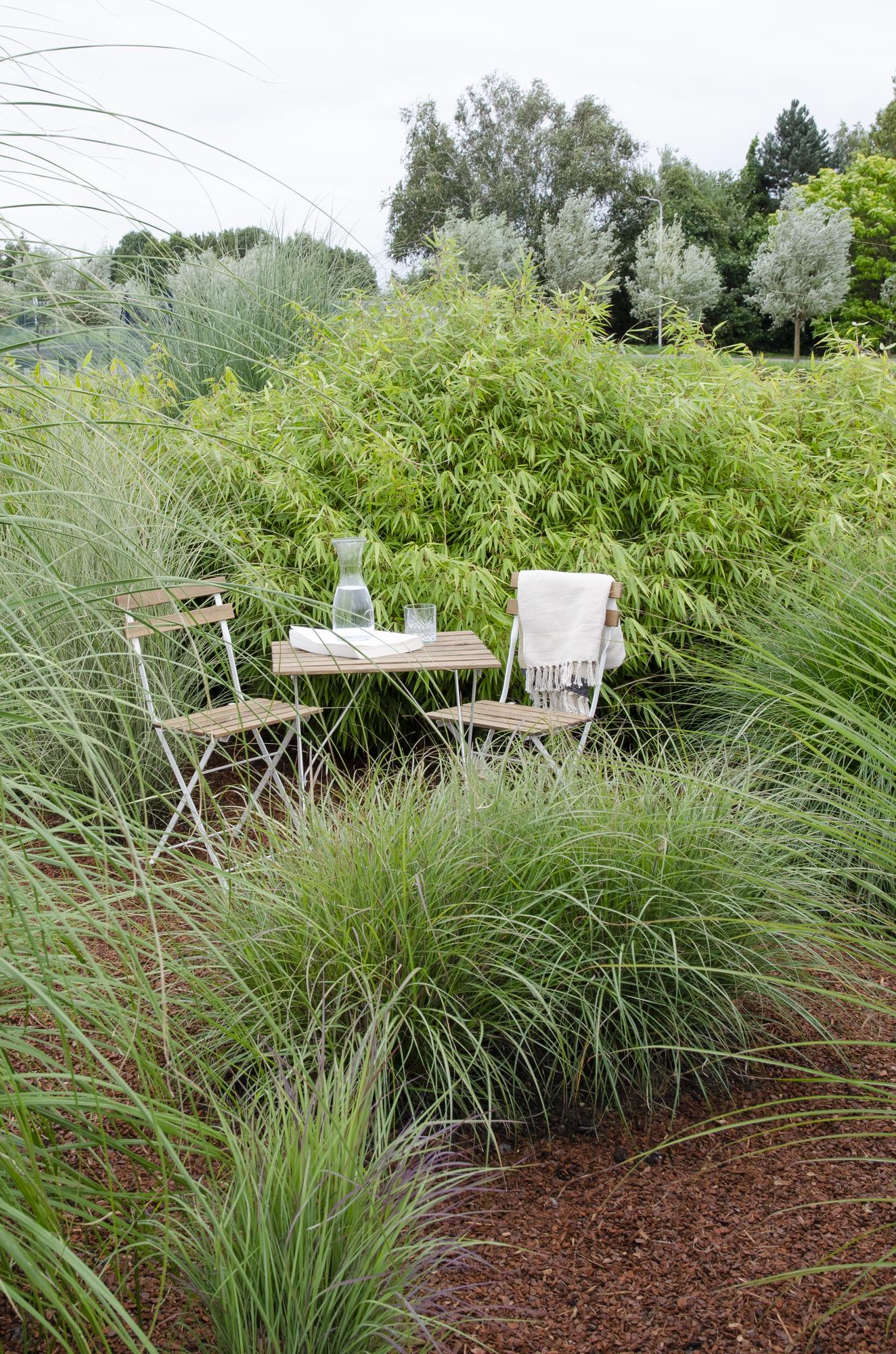 Fargesia rufa - Ø29cm - ↕80cm - Ø14 - ↨40cm