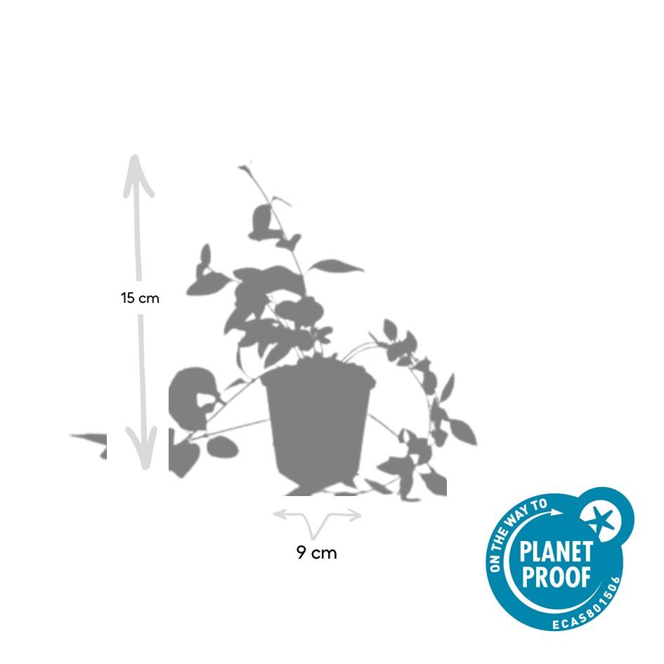 6x Vinca major 'Alba' - ↕10-25cm - Ø9cm