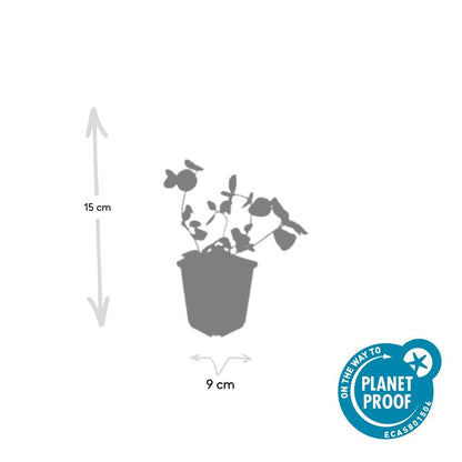 6x großes Immergrün - Vinca major - ↕10-25cm - Ø9cm