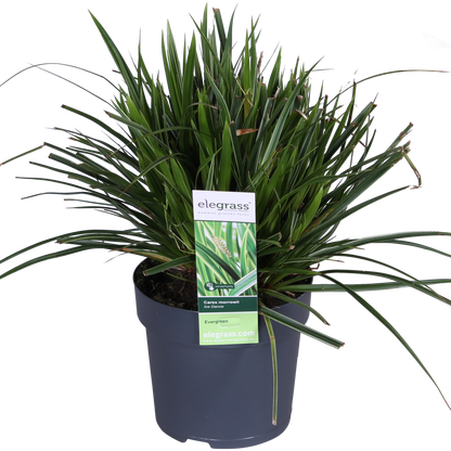 3x - Carex morrowii 'Ice Dance' - ↨30cm - Ø14