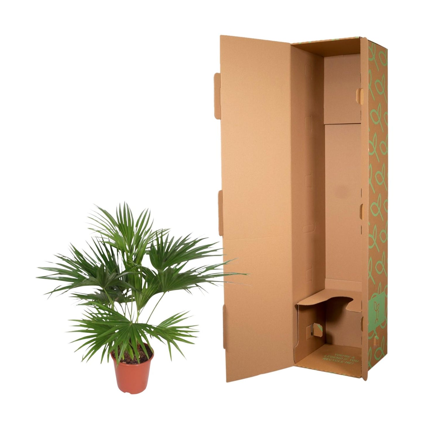 Chinesische Schirmpalme - Livistona Chinensis - 150 cm - ø24