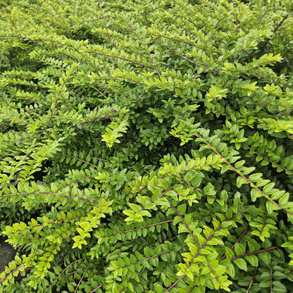 6x Heckenmyrte - Lonicera nit. 'Maigrün' - ↕10-25cm - Ø9cm