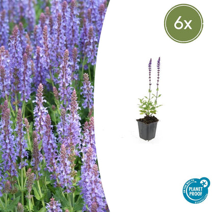 6x Salvia nem. 'Caradonna' - ↕10-25cm - Ø9cm