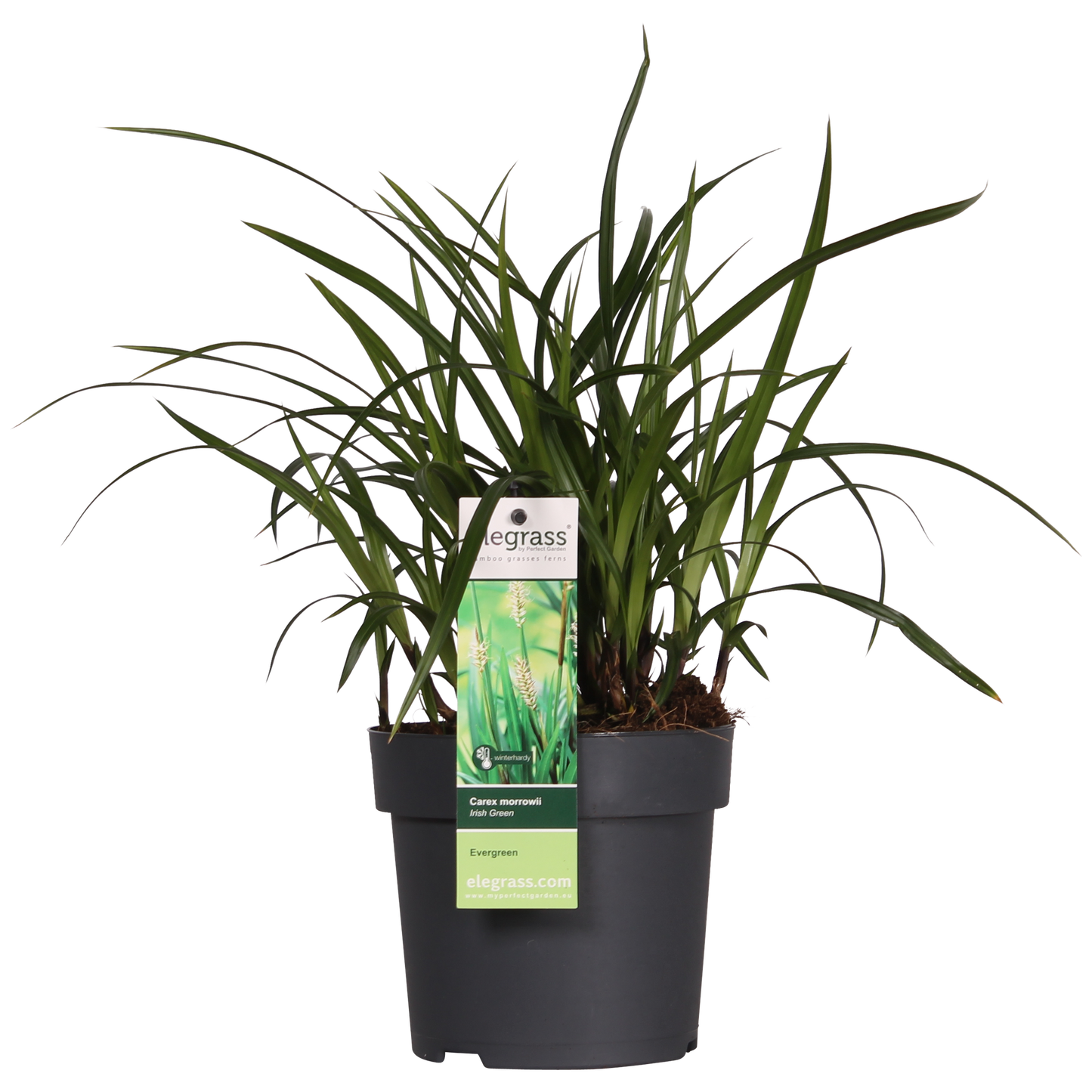 Carex morrowii Irish Green - Ø19cm - ↕40cm - Ø14 - ↨30cm