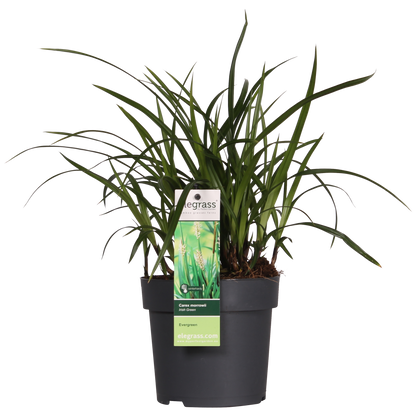 Carex morrowii Irish Green - Ø19cm - ↕40cm - Ø14 - ↨30cm