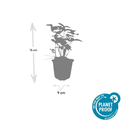 6x Wald-Erdbeere - Fragaria vesca - ↕10-25cm - Ø9cm