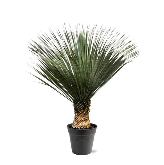 Yucca Rostrata - 130 - 150 cm - Ø50