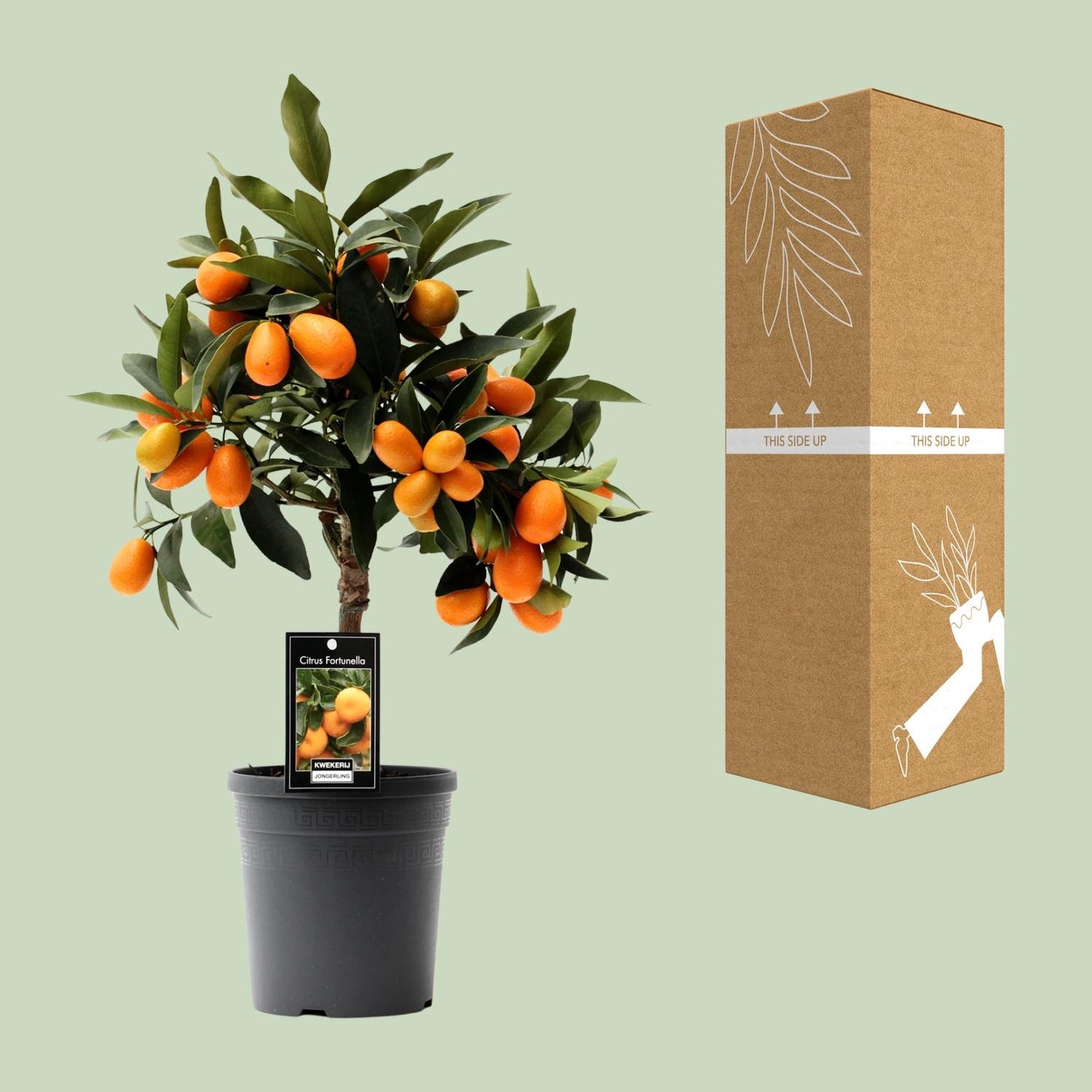 Citrus Kumquat - Ø16cm - ↕45cm