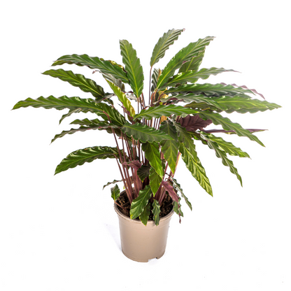 Korbmarante - Calathea Rufibarba Ø17cm - ↕40 - 50cm
