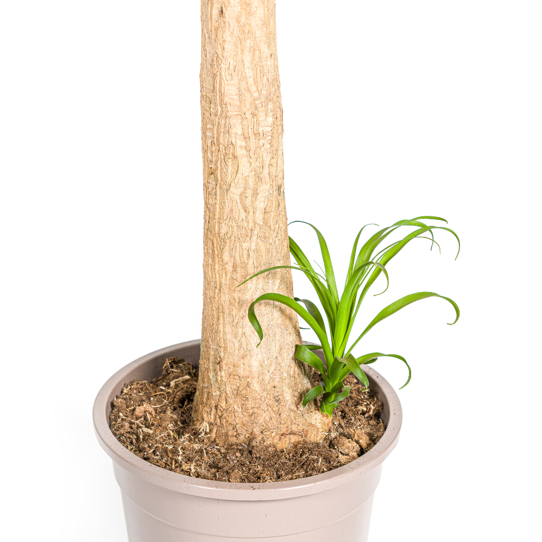 Beaucarnea Recurvata Stamm Ø27cm - ↕110 - 130cm