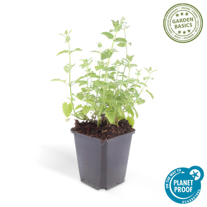 6x Katzenminze - Nepeta 'Six Hills Giant' - ↕10-25cm - Ø9cm