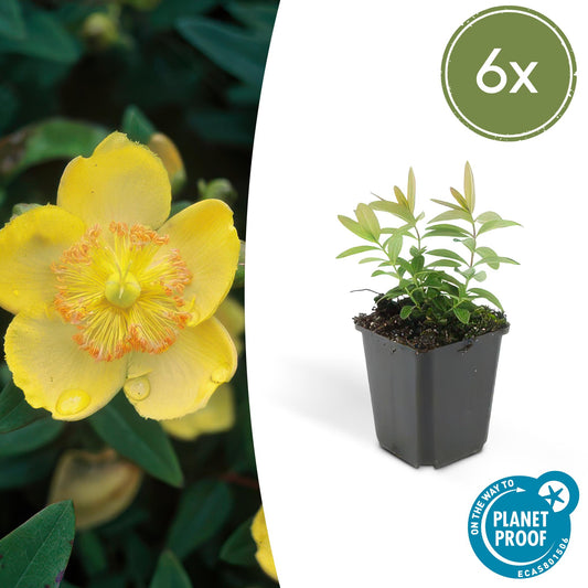 6x kelchiges Johanniskraut - Hypericum calycinum - ↕10-25cm - Ø9cm
