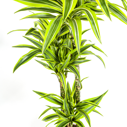 Drachenbaum - Dracaena Deremensis Lemon Lime mit Korb Ø24cm - ↕130 - 150cm