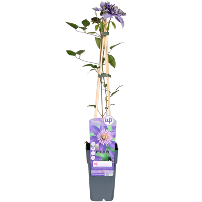 blaue Clematis "Multi Blue" - Ø15cm - ↕65cm