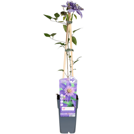 blaue Clematis "Multi Blue" - Ø15cm - ↕65cm