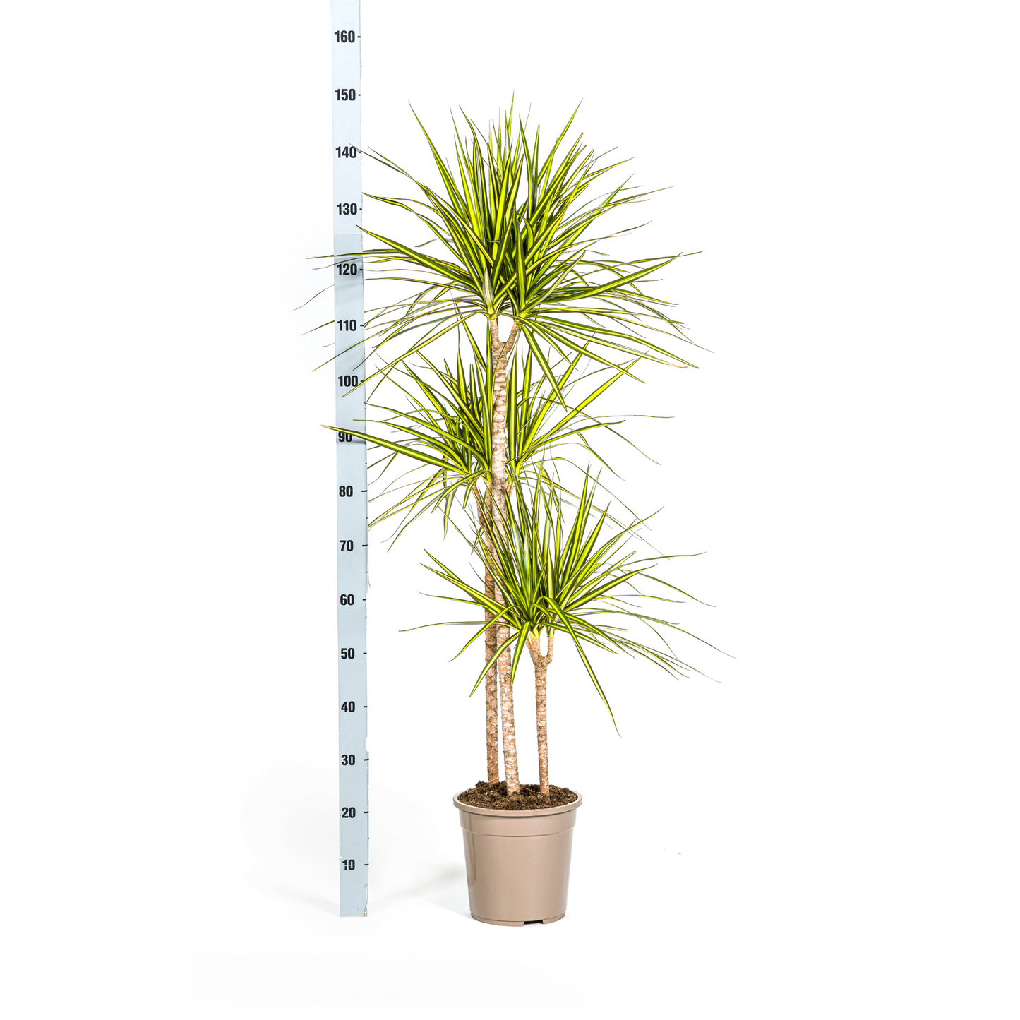 Drachenbaum - Dracaena Marginata Sunray Ø24cm - ↕130 - 150cm