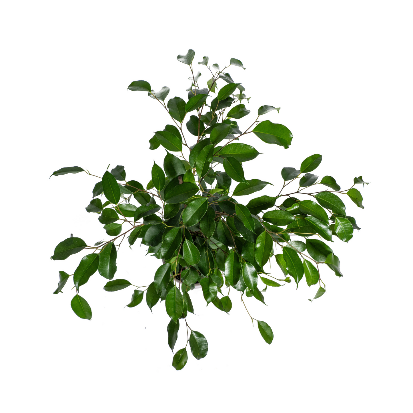 Birkenfeige - Ficus Benjamina Exotica Ø17cm - ↕60 - 80cm