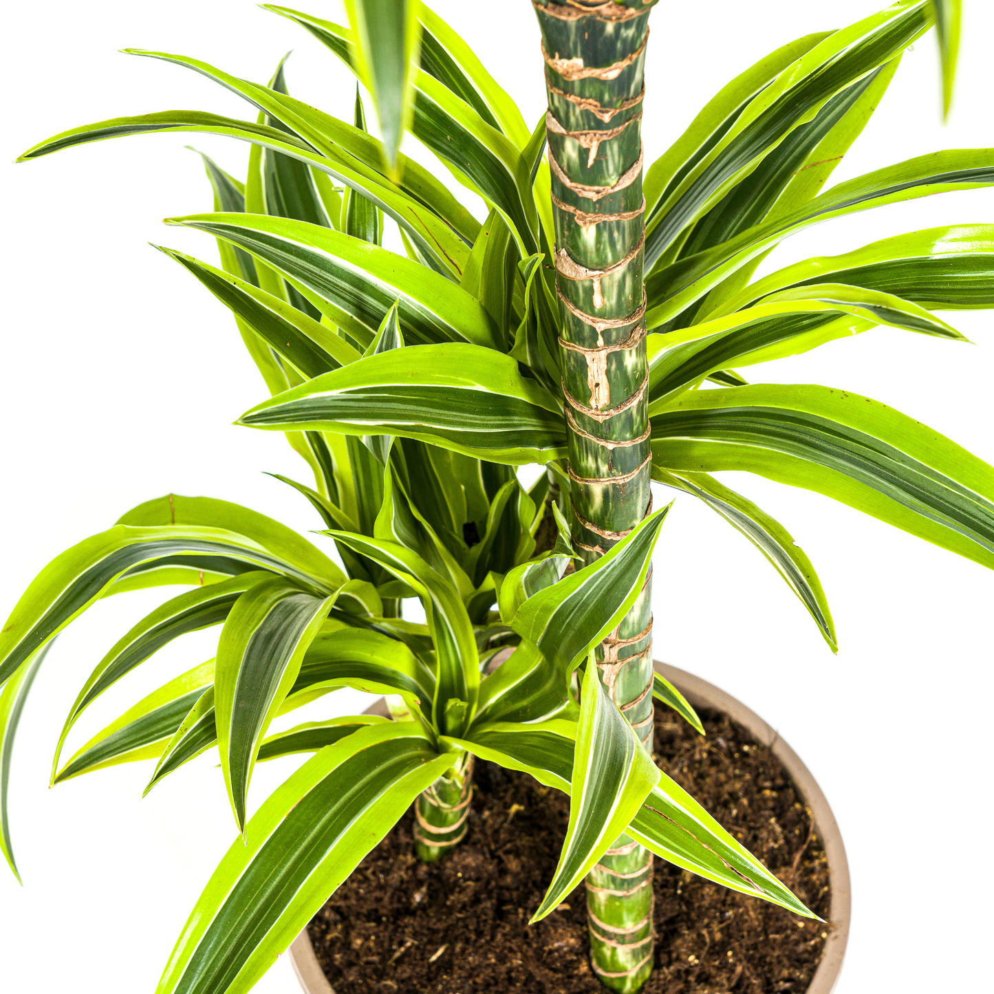 Drachenbaum - Dracaena Deremensis Lemon Lime Ø21cm - ↕90 - 110cm