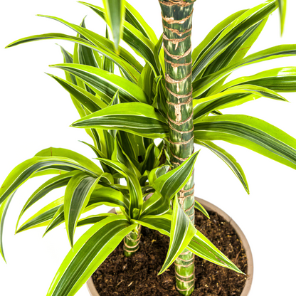 Drachenbaum - Dracaena Deremensis Lemon Lime Ø21cm - ↕90 - 110cm