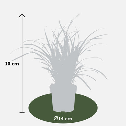 Zegge - Carex morrowii 'Ice Dance' - Ø14cm - ↕30cm