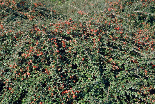 6x Cotoneaster suec. 'Coral Beauty' - ↕10-25cm - Ø9cm