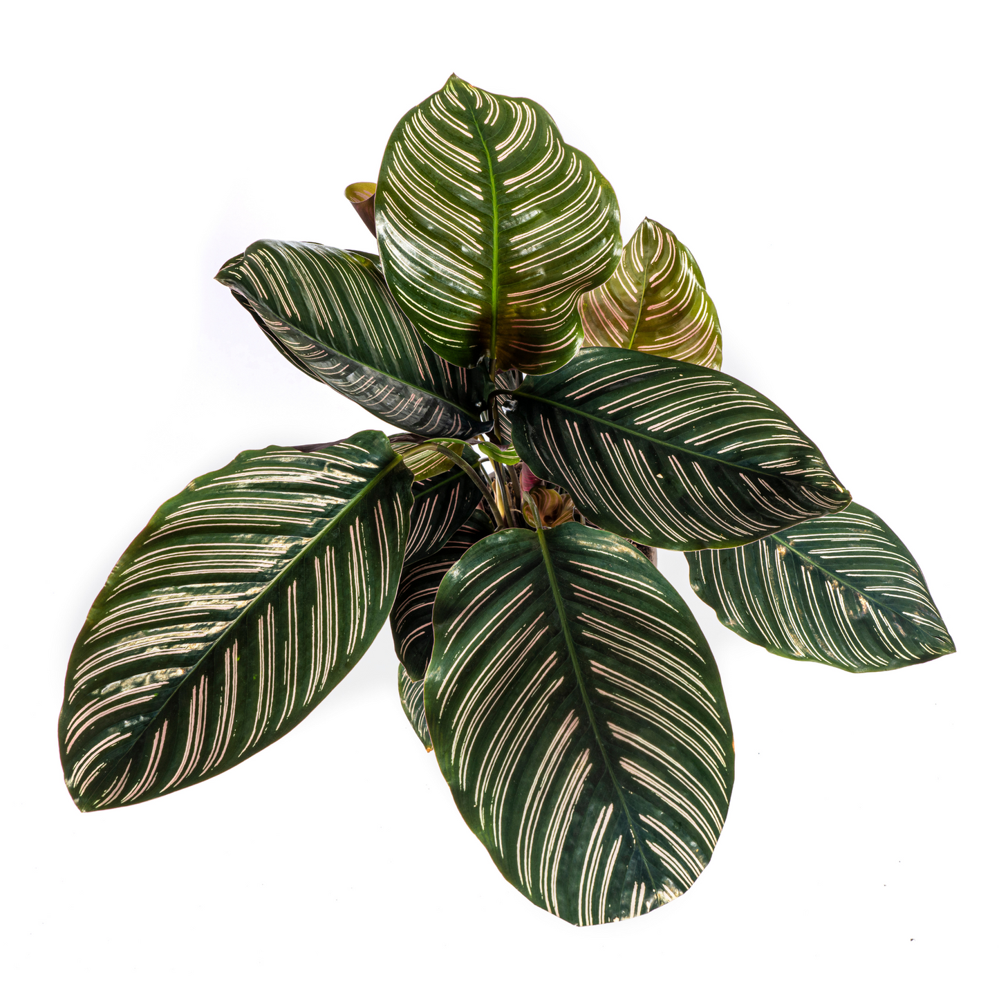 Korbmarante - Calathea Ornata Sanderiana Ø17cm - ↕40 - 50cm