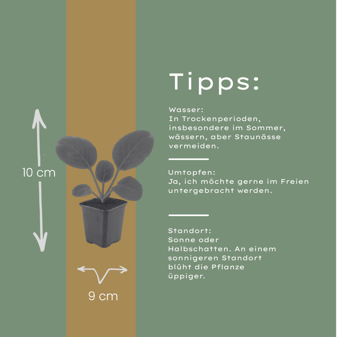 6x Schusterpflanze - Bergenia cordifolia - ↕10-25cm - Ø9cm