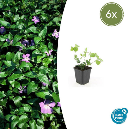 6x großes Immergrün - Vinca major - ↕10-25cm - Ø9cm