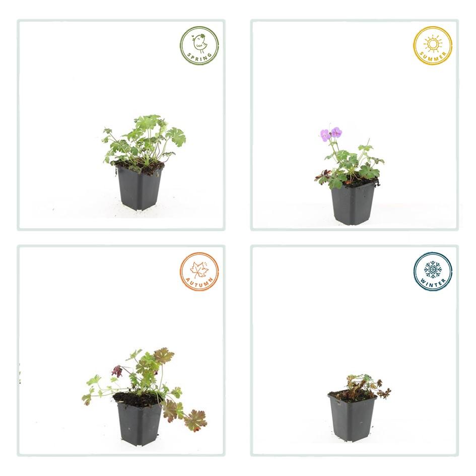 6x Geranium cant. 'Cambridge' - ↕10-25cm - Ø9cm