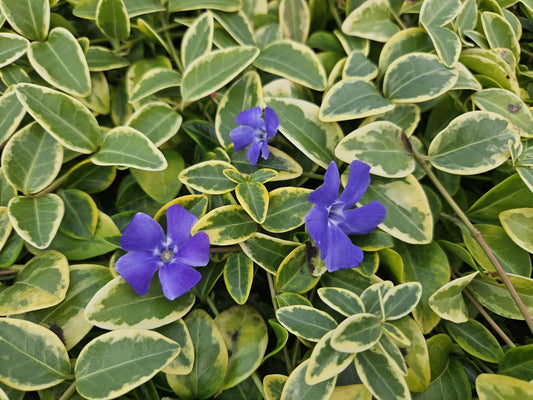 6x Vinca minor 'Blue and Gold' - ↕10-25cm - Ø9cm