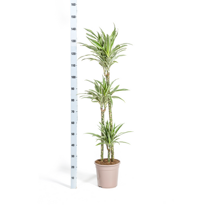 Drachenbaum - Dracaena Deremensis White Stripe Ø24cm - ↕130 - 150cm