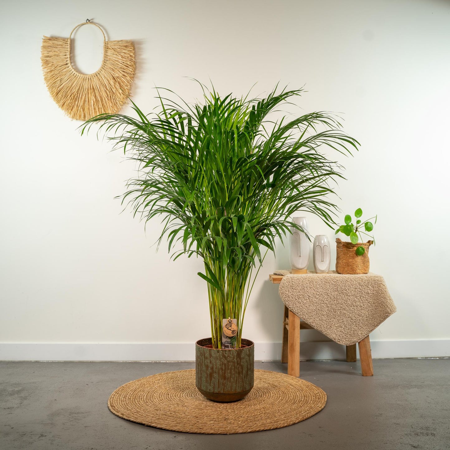 Areca-Palme Zimmerpalme - Ø21cm - ↕100cm