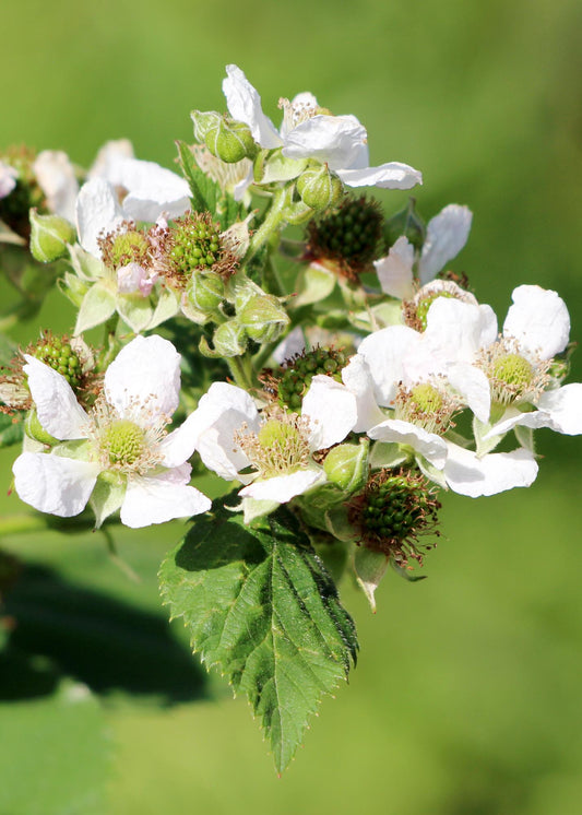 Himbeere - Rubus idaeus 'Malling Promise' - Ø13cm - ↕45cm