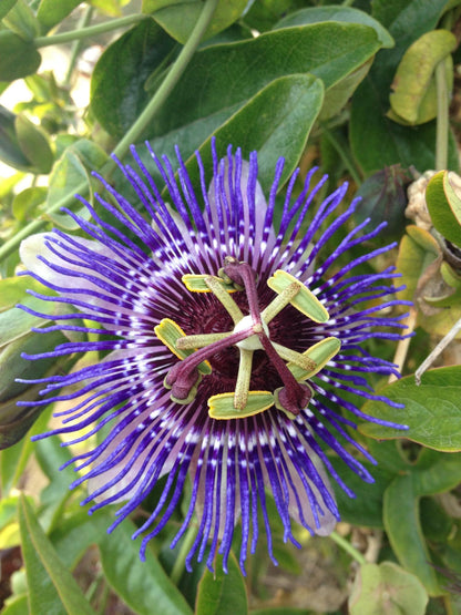 Passionsblume Passiflora Violett 'Purple Haze' - Ø15cm - ↕65cm