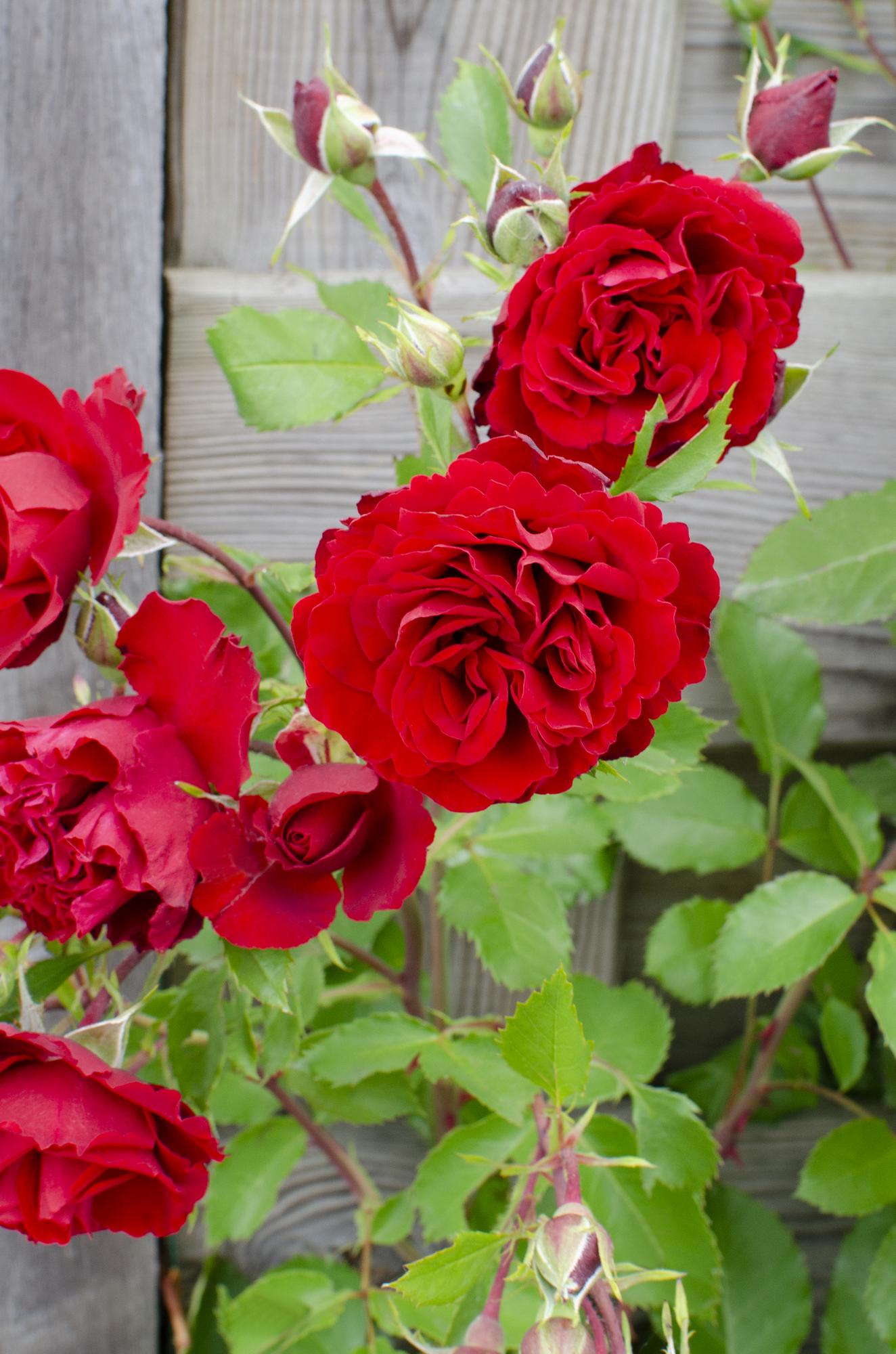 Rosa Crazy in love 'Red' - Rote Rose - Ø15cm - ↕65cm