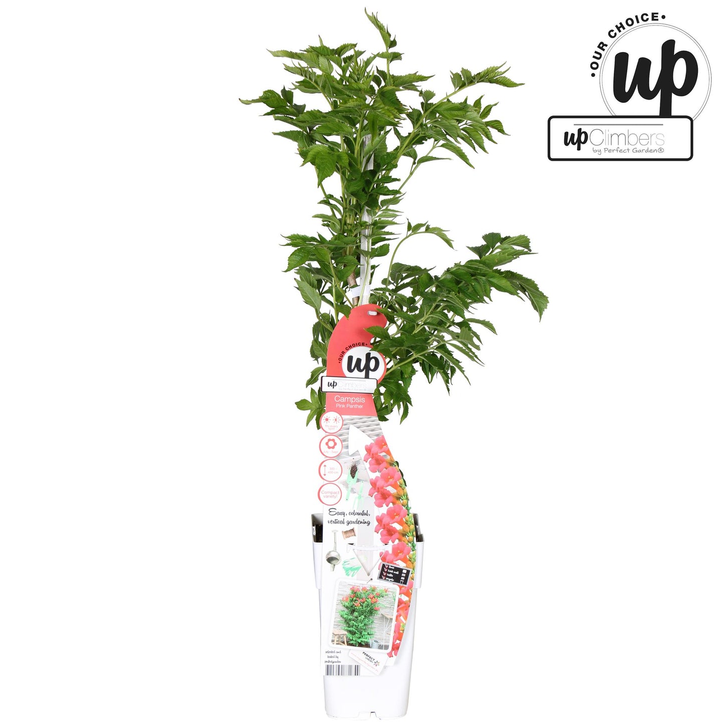 Campsis Pink Panther - Trompetenblüte Dunkelrosa