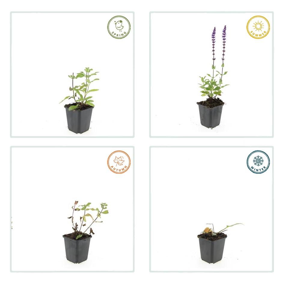 6x Salvia nem. 'Caradonna' - ↕10-25cm - Ø9cm