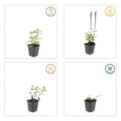 6x Salvia nem. 'Caradonna' - ↕10-25cm - Ø9cm