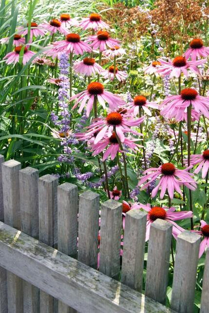 6x Echinacea p. 'Magnus' - ↕10-25cm - Ø9cm