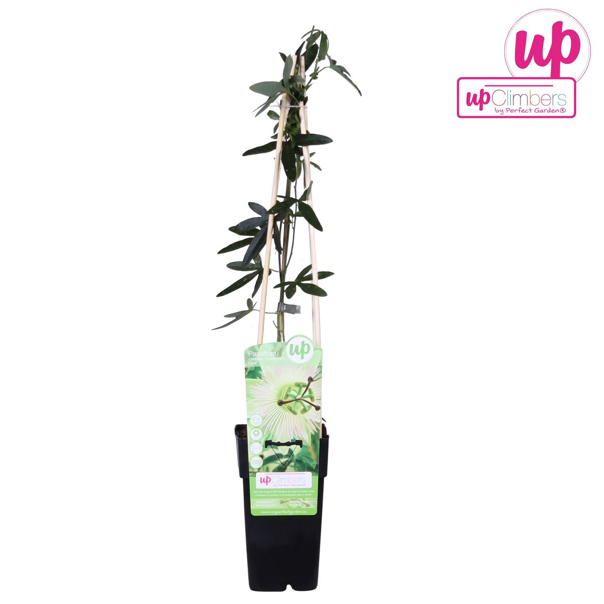 Passiflora weiß caerulea 'Constance Elliot' - Ø15cm - ↕65cm