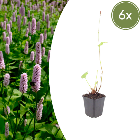 6x Knöterich - Persicaria aff. 'Superba' - ↕10-25cm - Ø9cm