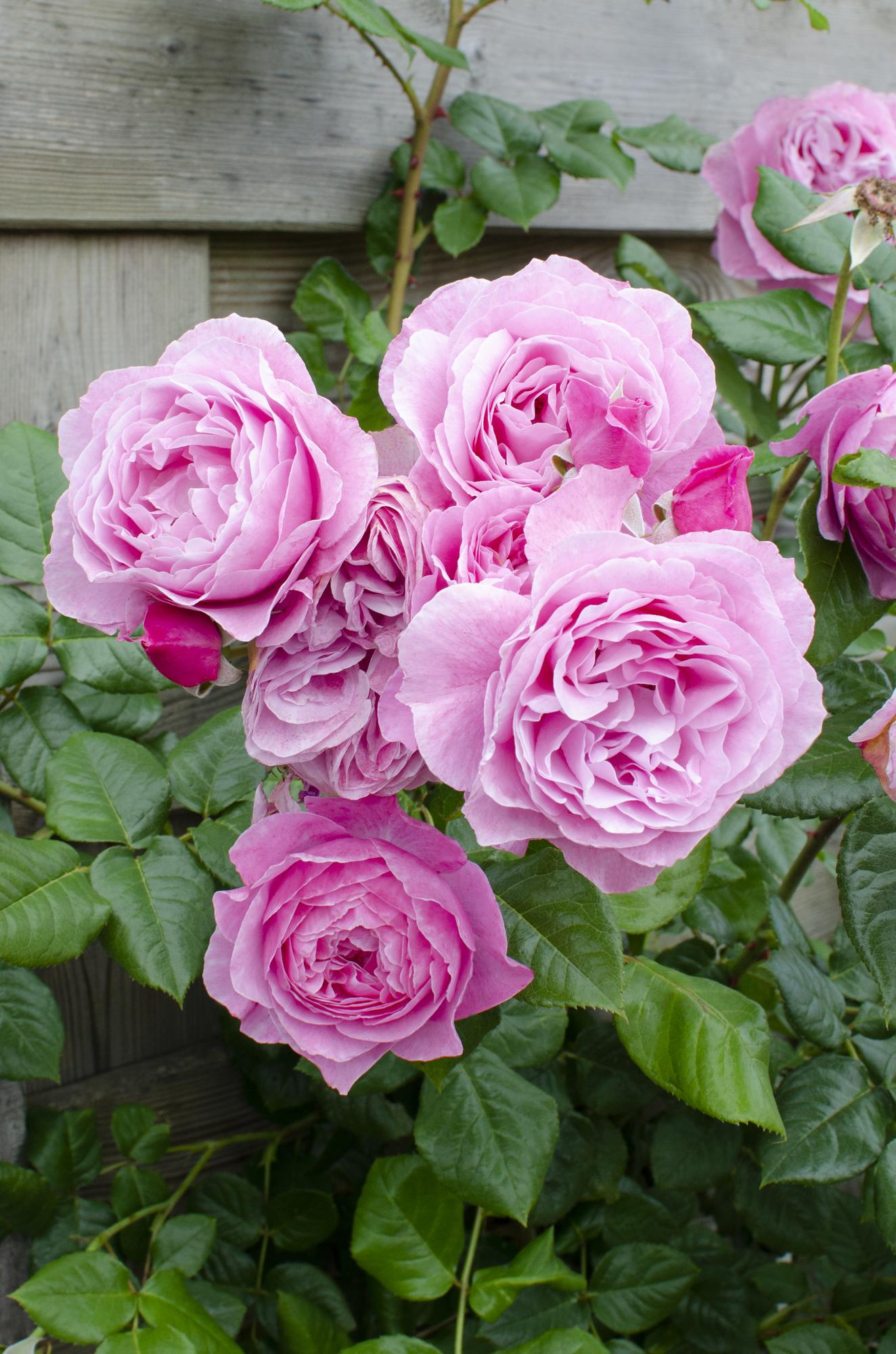 Rosa Crazy in love 'Pink' - Rosa Rose - Ø15cm - ↕65cm