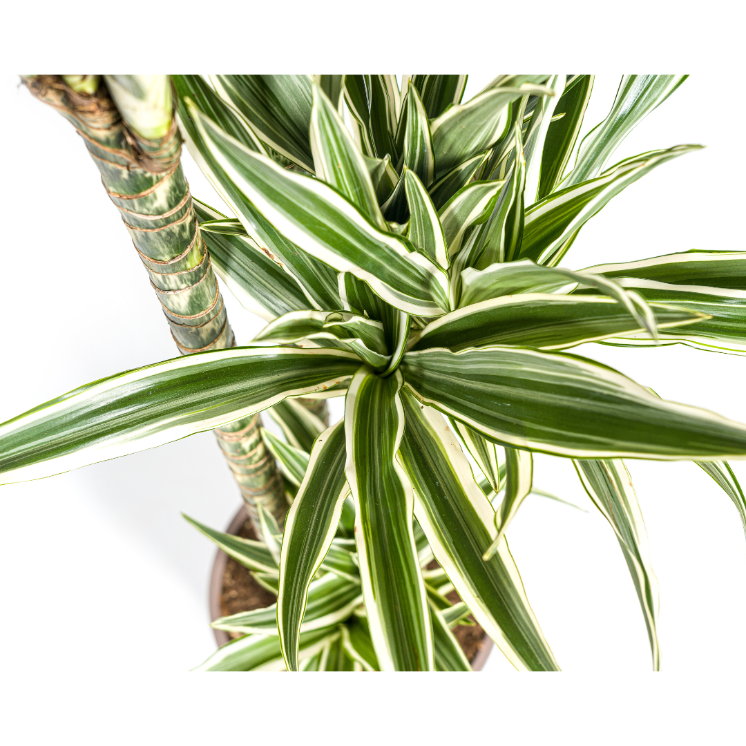 Drachenbaum - Dracaena Deremensis White Stripe Ø27cm - ↕170 - 190cm