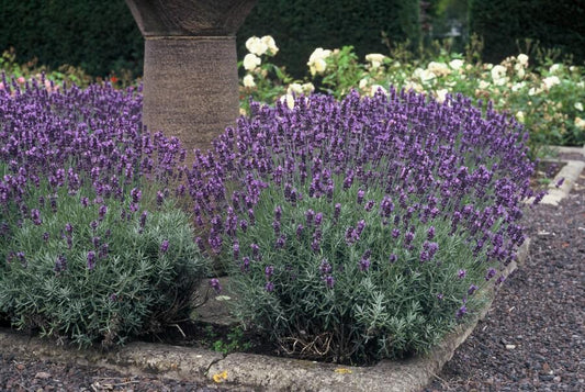 6x Lavandula ang. 'Dwarf Blue' - ↕10-25cm - Ø9cm