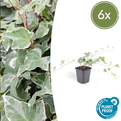 6x Efeu - Hedera helix 'Glacier' - ↕10-25cm - Ø9cm