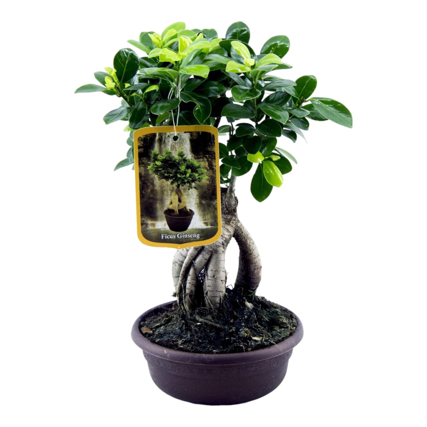Ficus Microcarpa Ginseng - 30 cm - Ø14cm