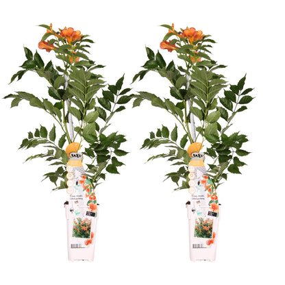 2x orange Trompetenblume - Campsis 'Indian Summer' - ↨65cm - Ø15