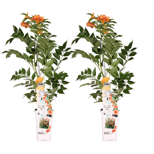 2x orange Trompetenblume - Campsis 'Indian Summer' - ↨65cm - Ø15
