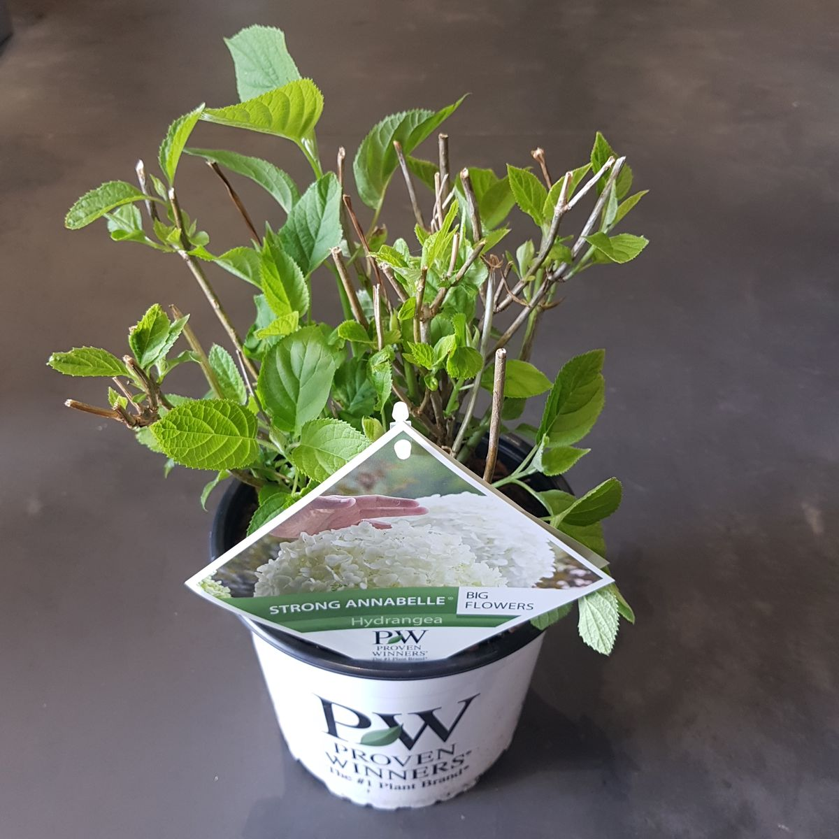 Schneeball Hortensie - Hydrangea arbo. 'Strong Annabelle' - Ø19cm - ↕30cm